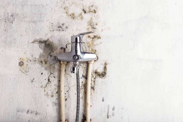 Best Affordable Mold Removal  in Algonac, MI