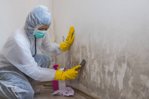 Best Attic Mold Removal  in Algonac, MI