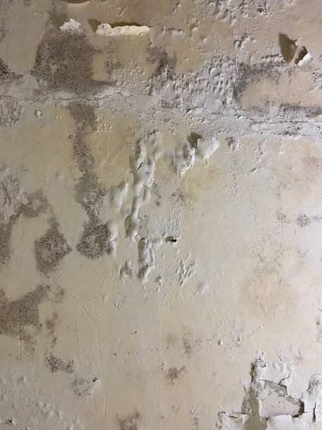 Best Mold Damage Repair  in Algonac, MI