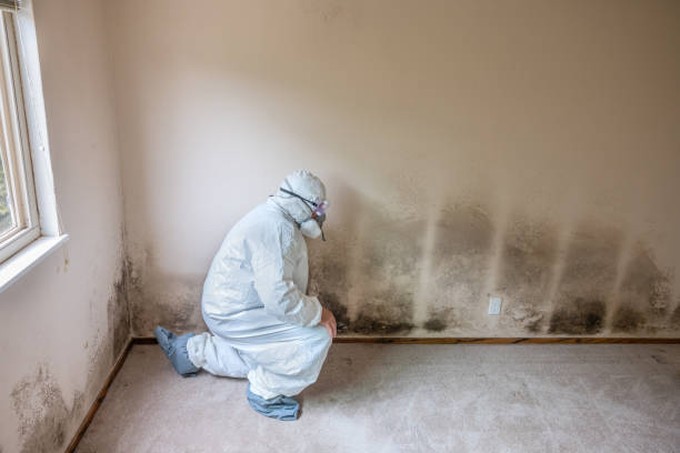 Best Mold Testing  in Algonac, MI