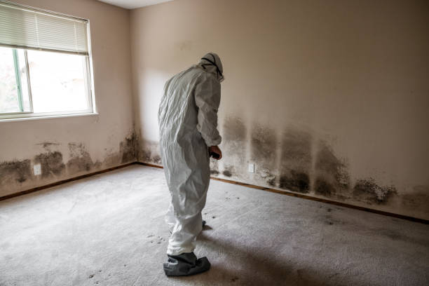 Best Attic Mold Removal  in Algonac, MI