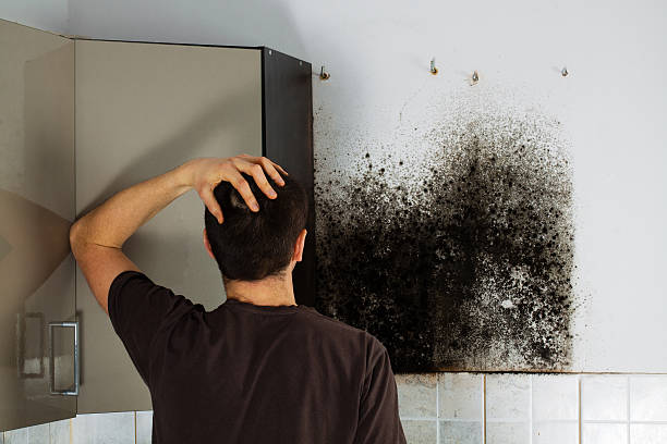 Trusted Algonac, MI Mold Removal Experts