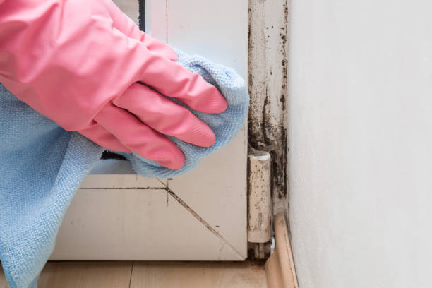 Best Office Mold Removal Services  in Algonac, MI