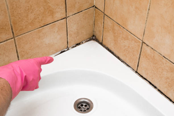 Best Local Mold Removal Service  in Algonac, MI