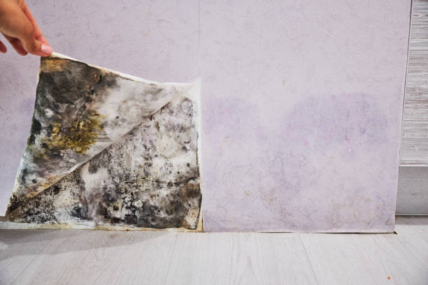 Best Commercial Mold Removal  in Algonac, MI